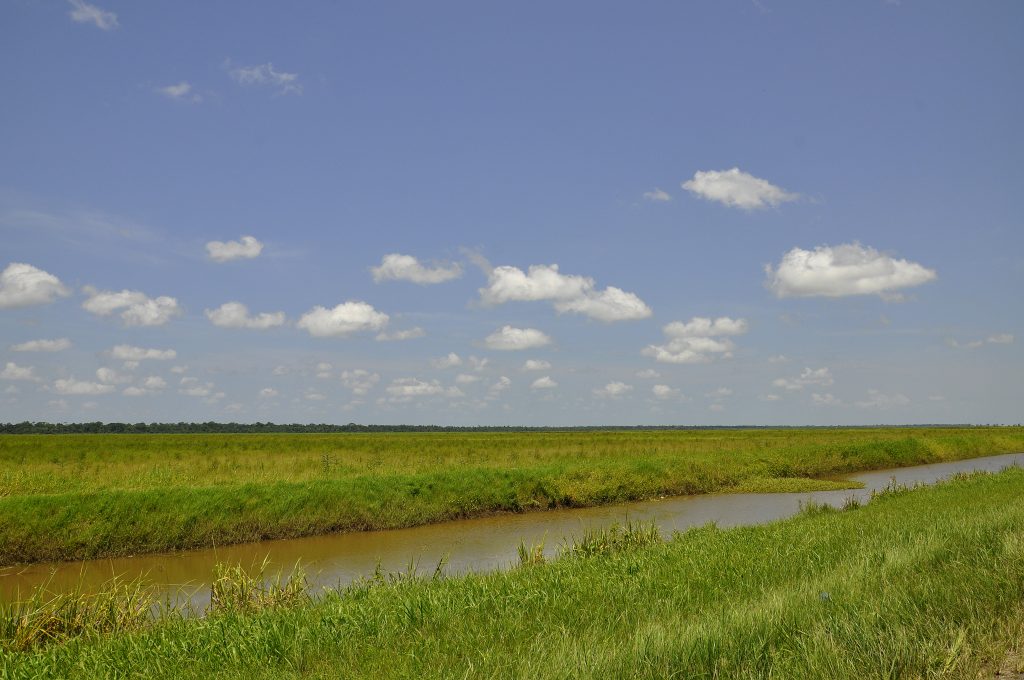 Wetlands