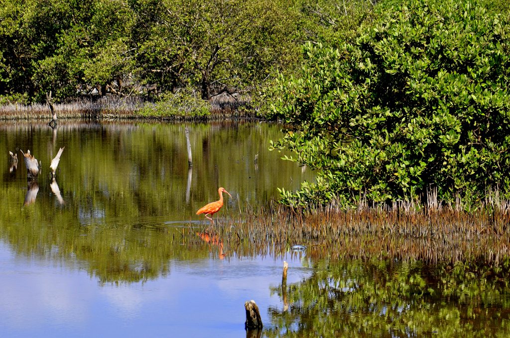 Morrocoy