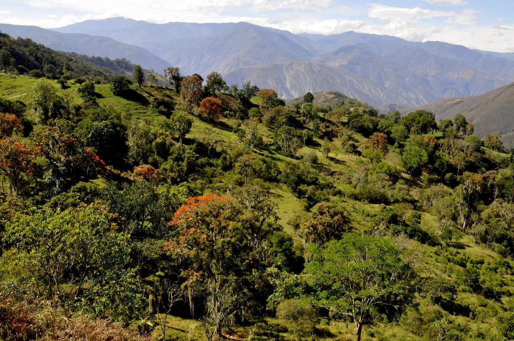 Merida