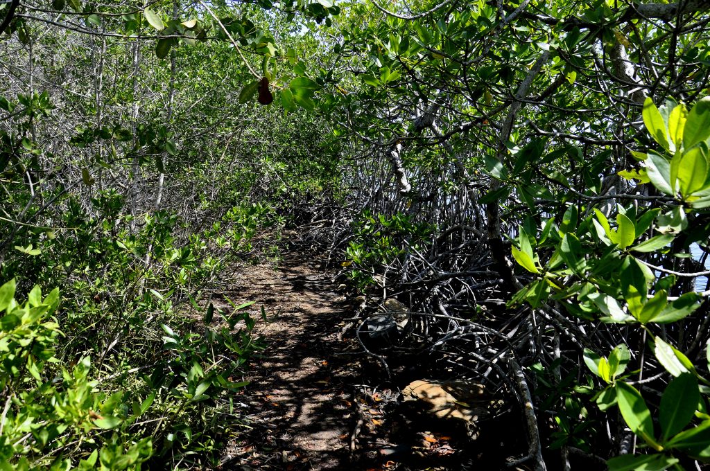 Bahia Yapascua